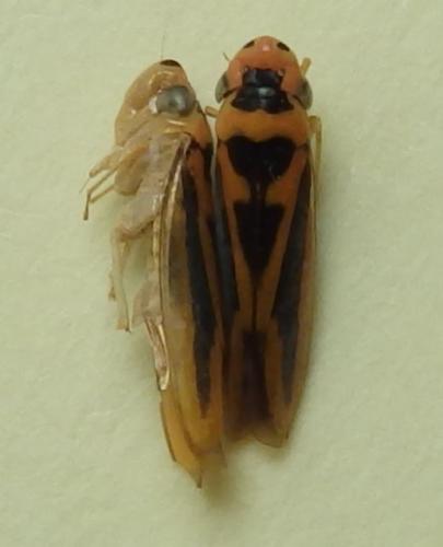 Palingonalia bigutta